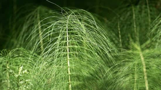 Skincare Containing Horsetail