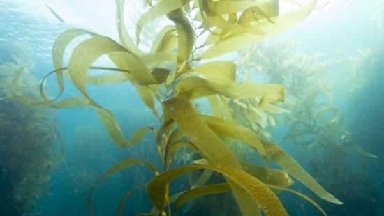 Skincare Containing Seaweed