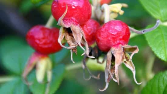 Skincare Containing Rosehips